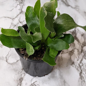 Platycerium bifurcatum / Elkhorn Fern - 100mm