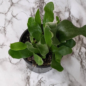 Platycerium bifurcatum / Elkhorn Fern - 100mm
