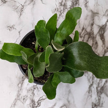 Load image into Gallery viewer, Platycerium bifurcatum / Elkhorn Fern - 100mm

