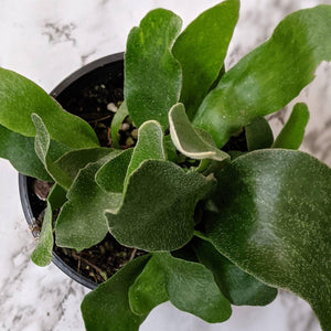 Platycerium bifurcatum / Elkhorn Fern - 100mm