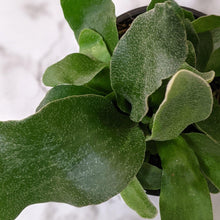 Load image into Gallery viewer, Platycerium bifurcatum / Elkhorn Fern - 100mm
