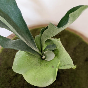 Platycerium bifurcatum / Elkhorn Fern - 100mm