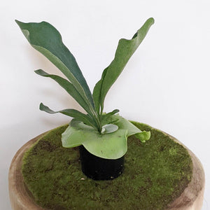 Platycerium bifurcatum / Elkhorn Fern - 100mm