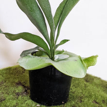 Load image into Gallery viewer, Platycerium bifurcatum / Elkhorn Fern - 100mm
