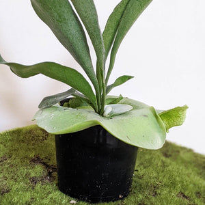 Platycerium bifurcatum / Elkhorn Fern - 100mm