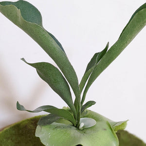 Platycerium bifurcatum / Elkhorn Fern - 100mm