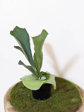 Load image into Gallery viewer, Platycerium bifurcatum / Elkhorn Fern - 100mm
