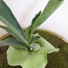 Load image into Gallery viewer, Platycerium bifurcatum / Elkhorn Fern - 100mm
