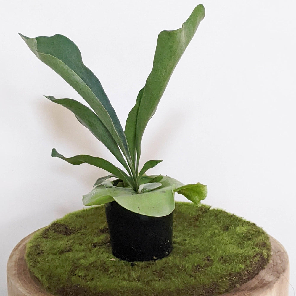Platycerium bifurcatum / Elkhorn Fern - 100mm