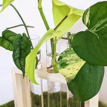 Load image into Gallery viewer, Propagation Station - 3 Glass Tubes
