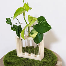 Load image into Gallery viewer, Propagation Station - 3 Glass Tubes
