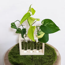Load image into Gallery viewer, Propagation Station - 3 Glass Tubes
