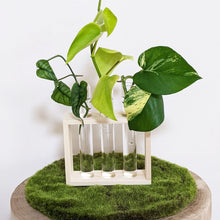 Load image into Gallery viewer, Propagation Station - 3 Glass Tubes
