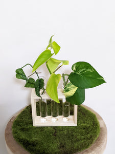 Propagation Station - 3 Glass Tubes