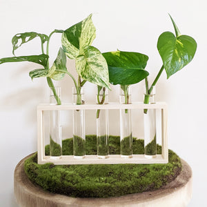 Propagation Station - 5 Tubes - Cheeky Plant Co.