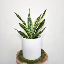 Load image into Gallery viewer, Sansevieria Trifasciata Superba / Mother-In-Law&#39;s Tongue - 210mm Ceramic Pot - Sydney Only
