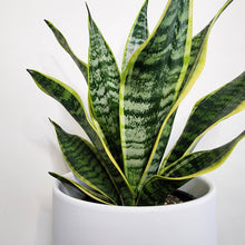 Load image into Gallery viewer, Sansevieria Trifasciata Superba / Mother-In-Law&#39;s Tongue - 210mm Ceramic Pot - Sydney Only
