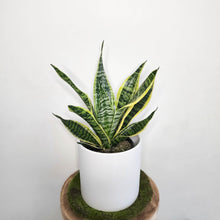 Load image into Gallery viewer, Sansevieria Trifasciata Superba / Mother-In-Law&#39;s Tongue - 210mm Ceramic Pot - Sydney Only
