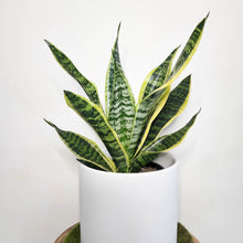 Load image into Gallery viewer, Sansevieria Trifasciata Superba / Mother-In-Law&#39;s Tongue - 210mm Ceramic Pot - Sydney Only
