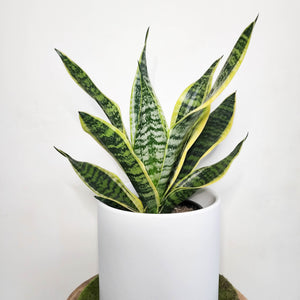 Sansevieria Trifasciata Superba / Mother-In-Law's Tongue - 210mm Ceramic Pot - Sydney Only