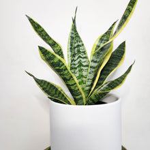 Load image into Gallery viewer, Sansevieria Trifasciata Superba / Mother-In-Law&#39;s Tongue - 210mm Ceramic Pot - Sydney Only
