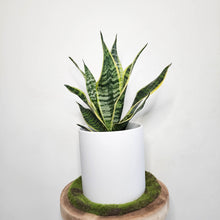 Load image into Gallery viewer, Sansevieria Trifasciata Superba / Mother-In-Law&#39;s Tongue - 210mm Ceramic Pot - Sydney Only
