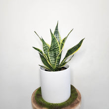 Load image into Gallery viewer, Sansevieria Trifasciata Superba / Mother-In-Law&#39;s Tongue - 210mm Ceramic Pot - Sydney Only
