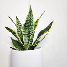 Load image into Gallery viewer, Sansevieria Trifasciata Superba / Mother-In-Law&#39;s Tongue - 210mm Ceramic Pot - Sydney Only
