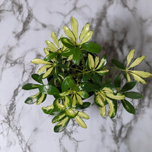 Load image into Gallery viewer, Schefflera Arboricola / Variegated Umbrella Tree - 130mm
