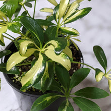 Load image into Gallery viewer, Schefflera Arboricola / Variegated Umbrella Tree - 130mm
