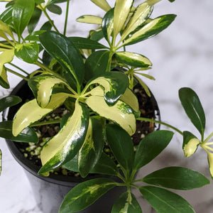 Schefflera Arboricola / Variegated Umbrella Tree - 130mm