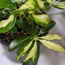 Load image into Gallery viewer, Schefflera Arboricola / Variegated Umbrella Tree - 130mm
