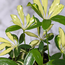 Load image into Gallery viewer, Schefflera Arboricola / Variegated Umbrella Tree - 130mm

