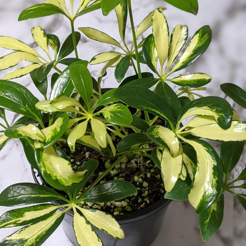 Schefflera Arboricola / Variegated Umbrella Tree - 130mm
