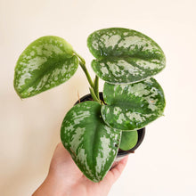 Load image into Gallery viewer, Scindapsus Pictus Exotica - 100mm
