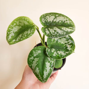 Scindapsus Pictus Exotica - 100mm