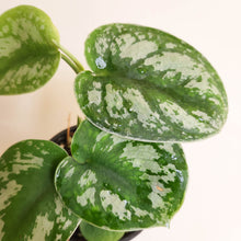 Load image into Gallery viewer, Scindapsus Pictus Exotica - 100mm
