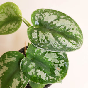 Scindapsus Pictus Exotica - 100mm