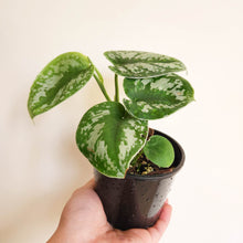 Load image into Gallery viewer, Scindapsus Pictus Exotica - 100mm
