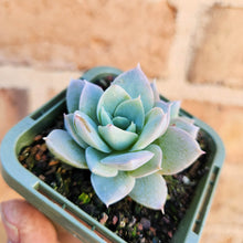 Load image into Gallery viewer, Sedeveria Blue Lotus - 66mm
