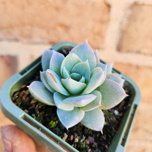 Sedeveria Blue Lotus - 66mm