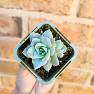 Sedeveria Blue Lotus - 66mm