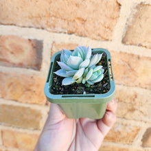 Load image into Gallery viewer, Sedeveria Blue Lotus - 66mm
