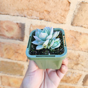 Sedeveria Blue Lotus - 66mm