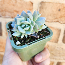 Load image into Gallery viewer, Sedeveria Blue Lotus - 66mm
