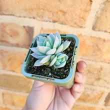 Load image into Gallery viewer, Sedeveria Blue Lotus - 66mm
