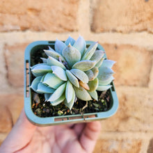 Load image into Gallery viewer, Sedeveria Blue Lotus - 66mm
