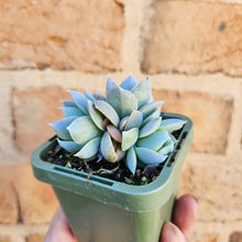 Load image into Gallery viewer, Sedeveria Blue Lotus - 66mm
