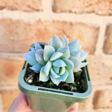 Load image into Gallery viewer, Sedeveria Blue Lotus - 66mm

