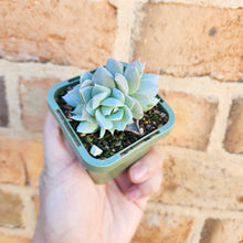 Load image into Gallery viewer, Sedeveria Blue Lotus - 66mm
